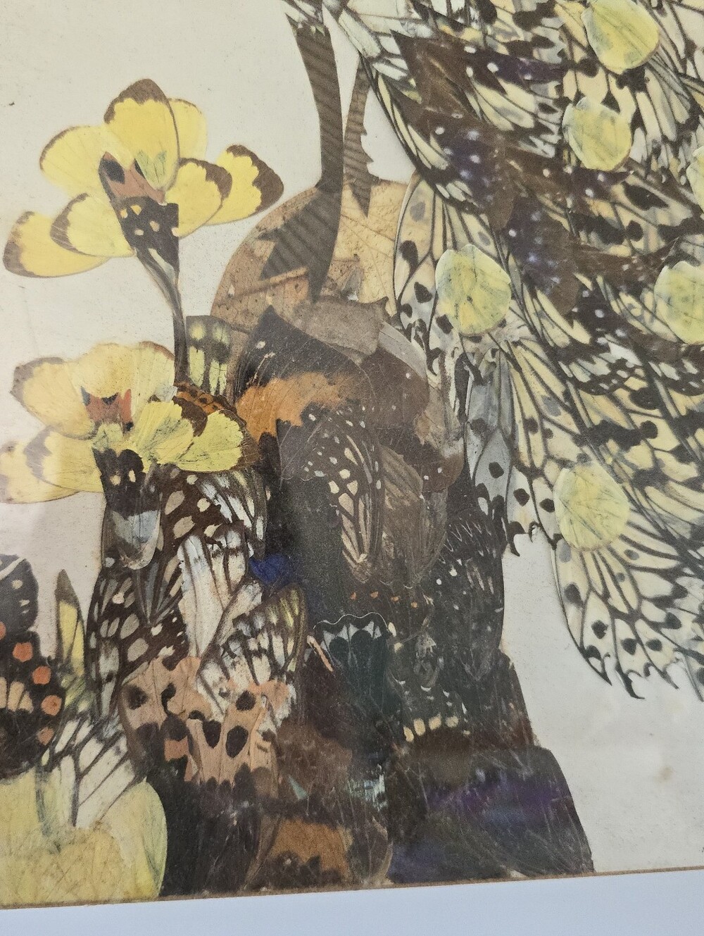 Vintage Real Moth and Butterfly Wing Art Taxidermy Peacock Beautiful - Picture 5 of 11